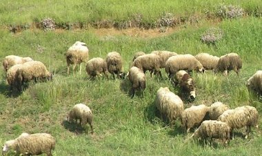 Παράταση καταβολής μισθωμάτων (έως 15-02-2018) για τις κατανομές δημόσιων βοσκήσιμων εκτάσεων ετών 2016, 2017