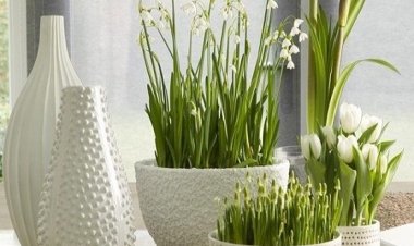 Ανεκτίμητη η δύναμη των φυτών!! Δώστε πράσινη νότα στους χώρους σας!!