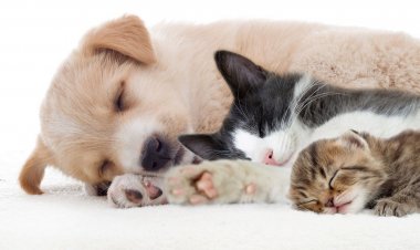 Παγκόσμια ημέρα των ζώων, σήμερα 4η Οκτωβρίου