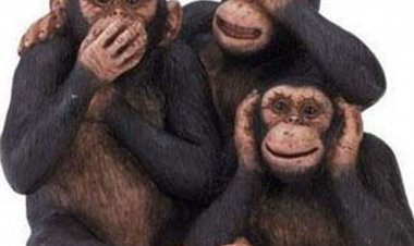 Εταιρεία «φάντασμα» διενήργησε δημοσκοπήσεις σε Δήμους και στο Δήμο Μυκόνου