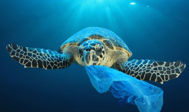 Μη σκοτώνετε τις ελληνικές θάλασσες!! Το 50% των απορριμμάτων των ελληνικών θαλασσών είναι κουτιά αλουμινίου, πλαστικά μπουκάλια και σακούλες