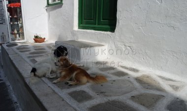 Χρηματοδότηση Δήμων για αδέσποτα ζώα συντροφιάς περιλαμβάνοντας την περισυλλογή, ηλεκτρονική σήμανση, καταγραφή, στείρωση, εμβολιασμό (ΦΕΚ)