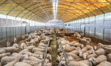 Aegean Islands: Άδεια διατήρησης κτηνοτροφικών εγκαταστάσεων