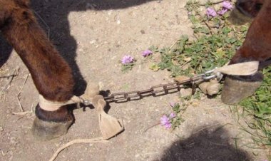 Animal Cruelty-Torture: Το αδίκημα βασανισμού των ζώων μετατρέπεται σε κακούργημα