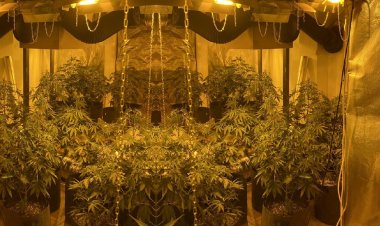 Mykonos Arrest: Αυτόφωρη σύλληψη αλλοδαπού-μέλους κυκλώματος για καλλιέργεια δενδρυλλίων κάνναβης, με συνέργεια του Λιμεναρχείου Μυκόνου [Pics+Video]