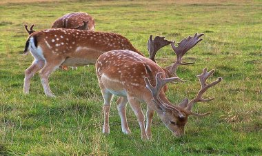 The Deer of Rhodes: Υπερπληθυσμός ελαφιών στο νησί της Ρόδου