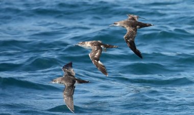 Mediterranean seabirds: Δύο ενδημικά θαλασσοπούλια φέρνουν κοντά 5 χώρες της Μεσογείου