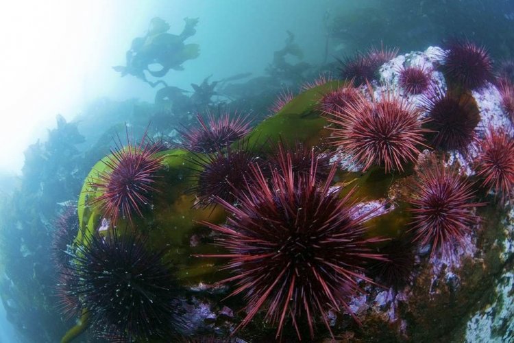 Sea urchins: Αχινός!! Τι να κάνετε αν πατήσετε αχινό στην θάλασσα ...