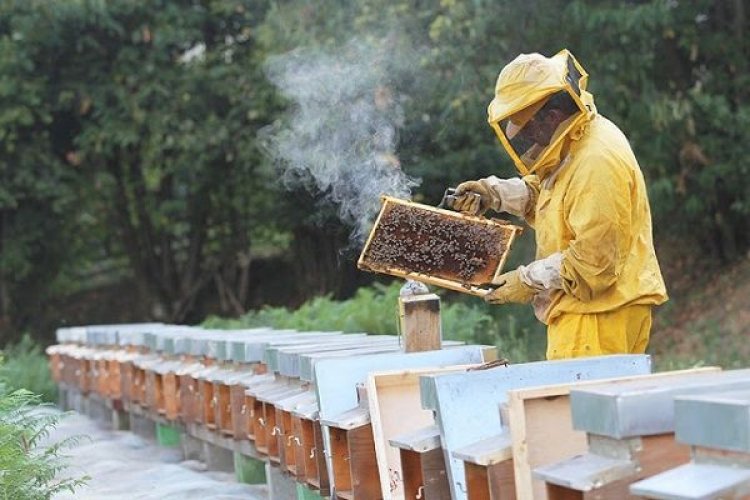 Δηλώσεις κυψελών Διαχείμασης και Προγράμματα Μελισσοκομίας 2017-18