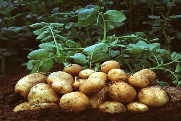 Χορήγηση στρεμματικής ενίσχυσης για τους καλλιεργητές φθινοπωρινής πατάτας περιόδου 2016