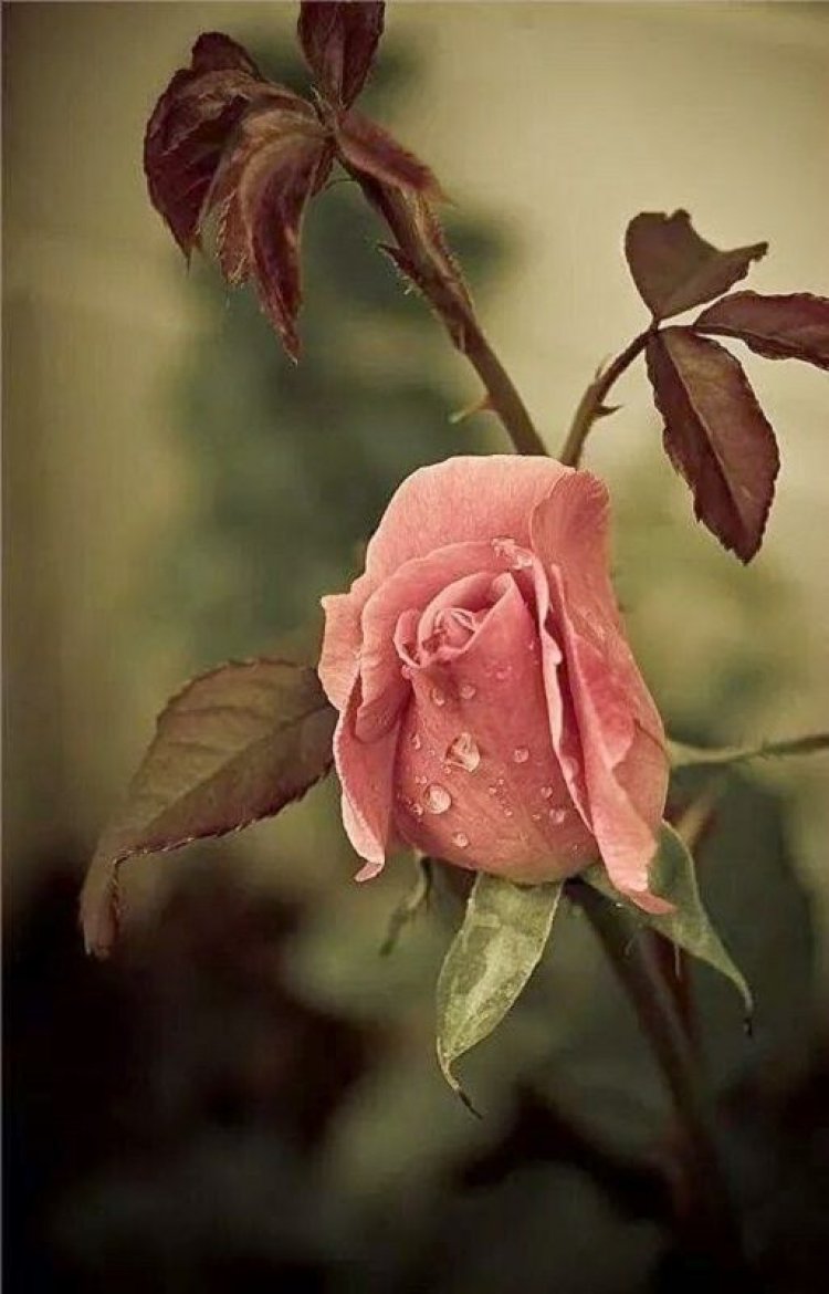 Τα τριαντάφυλλα και η πρώτη  στην ιστορία αντιρυτιδική κρέμα, η καλύτερη μέχρι σήμερα!!