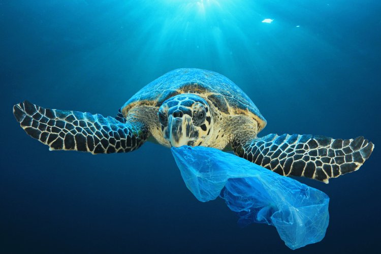 Μη σκοτώνετε τις ελληνικές θάλασσες!! Το 50% των απορριμμάτων των ελληνικών θαλασσών είναι κουτιά αλουμινίου, πλαστικά μπουκάλια και σακούλες