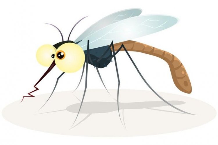 Mosquitoes: Οι 2 απλοί λόγοι που τα κουνούπια τσιμπάνε κυρίως… εμένα [Video]
