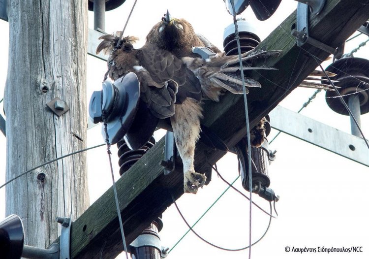 Οι αετοί πεθαίνουν… στα ηλεκτροφόρα καλώδια - Ακόμα ένας νεαρός Σπιζαετός πέφτει θύμα ηλεκτροπληξίας