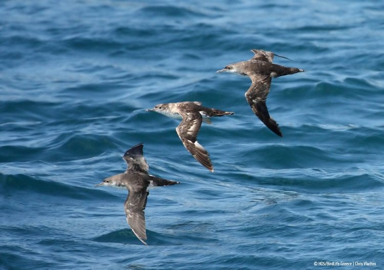 Mediterranean seabirds: Δύο ενδημικά θαλασσοπούλια φέρνουν κοντά 5 χώρες της Μεσογείου