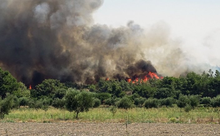 Wildfires: Μάχη με τα μέτωπα φωτιάς στην Φθιώτιδα, που πλησιάζουν το Λογγίτσι - Εκκενώθηκε το χωριό [Video]