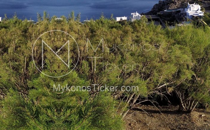 Cutting down trees: Τέλος η ταλαιπωρία για κοπή και κλάδευση δέντρων!! Απλοποιείται η διαδικασία!!