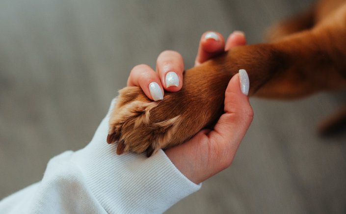 Coronavirus Pandemic: Σε σκύλο επιβεβαιώθηκε μόλυνση από κορωνοϊό, στο Ηνωμένο Βασίλειο