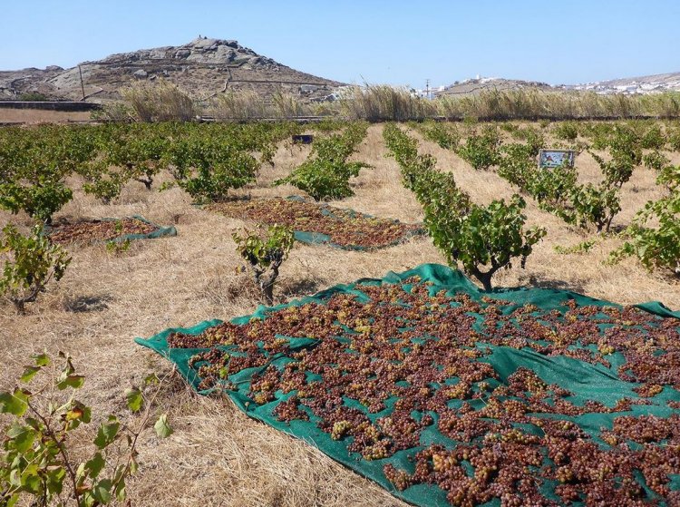 Aegean Islands wine trails: Τήνος, Μύκονος, Πάρος και Σαντορίνη ιδανικοί προορισμοί για οινοτουρισμό