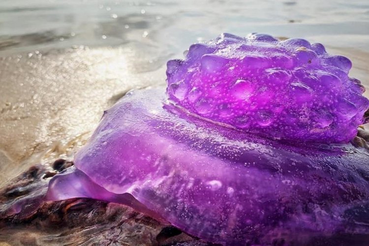 Purple jellyfish: Γεμίζουν με μωβ μέδουσες οι Ελληνικές θάλασσες!! Το πρωτόκολλο σε περίπτωση τσιμπήματος [Χάρτης]