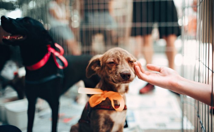 Prepare for new puppy's arrival: Tips για να προετοιμαστείτε για την άφιξη του κουταβιού σας στο σπίτι!!