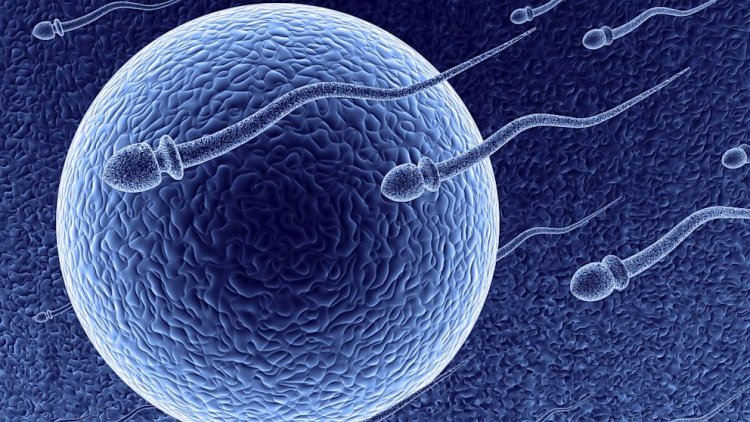 Human Fertilization - Treatments: Επιστήμονες ανακάλυψαν νέα πρωτεΐνη που μπορεί να βελτιώσει τις θεραπείες γονιμότητας