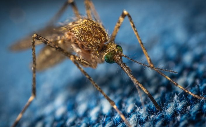 West Nile Virus: Τι πρέπει να γνωρίζουμε για τον ιό του Δυτικού Νείλου - Συμπτώματα, μέτρα ΕΟΔΥ και θεραπεία