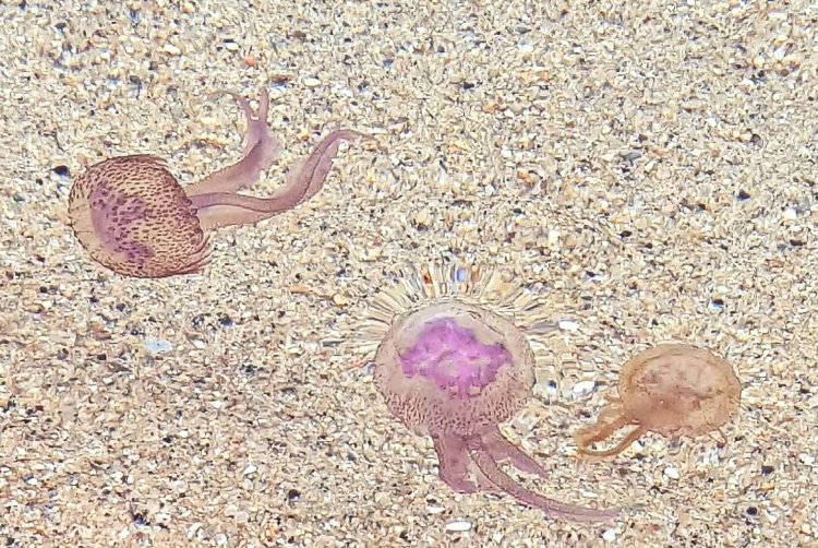 Purple jellyfish: Μωβ μέδουσες!! Σε ποιες παραλίες έχουν κάνει ήδη την εμφάνισή τους [Live χάρτης]