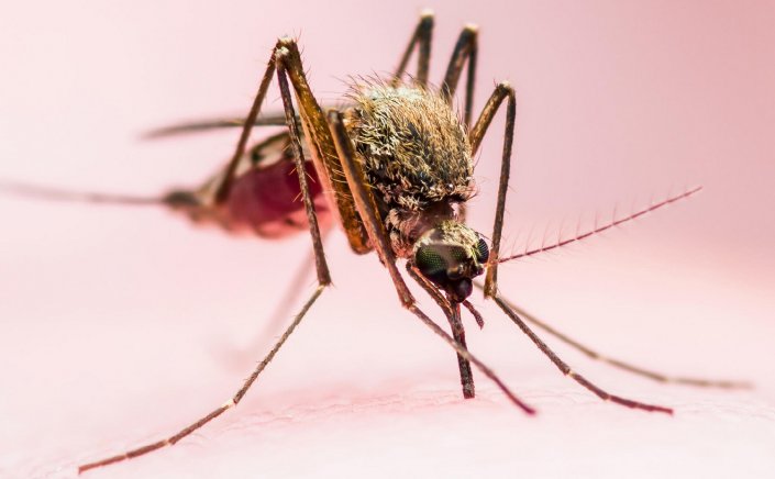 Mosquitoes Attracted: Κουνούπια!! Αυξάνεται ο κίνδυνος των ασθενειών που μεταδίδονται από τα τσιμπήματα!!