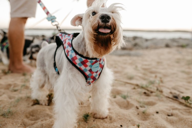 Tips for Dog to the Beach: Τελικά επιτρέπονται οι σκύλοι στη θάλασσα; Τι επιτρέπεται και τι απαγορεύεται σύμφωνα με το νόμο!!