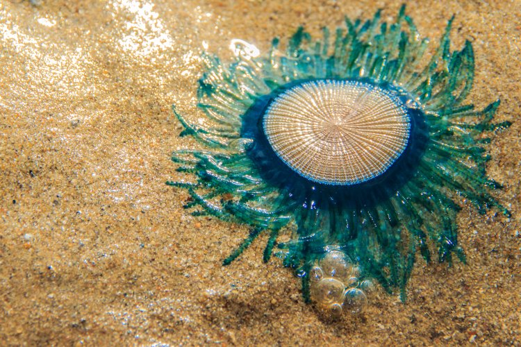 Blue jellyfish: Σε έξαρση οι μπλε μέδουσες!! Πόσο επικίνδυνες είναι για τον άνθρωπο!!