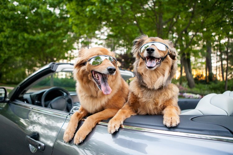 Travel safely with your pet: Πώς μεταφέρω σωστά σκύλο σε αυτοκίνητο;