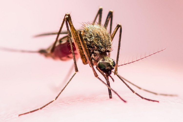 Mosquitoes Attracted: Κουνούπια!! Αυξάνεται ο κίνδυνος των ασθενειών που μεταδίδονται από τα τσιμπήματα!!