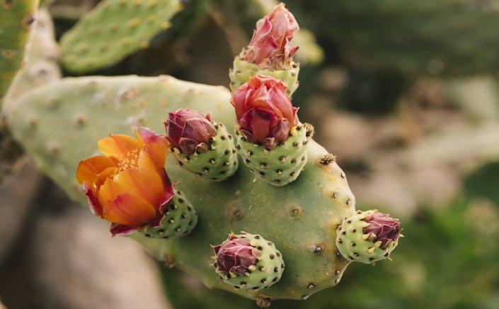 Fig prickly pear: Κι όμως, αυτό το ιδιαίτερο φρούτο, μειώνει τον πόνο στις αρθρώσεις & ρίχνει τη χοληστερίνη χωρίς φάρμακα!!