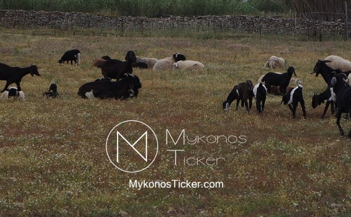 Livestock and climate change: Η κτηνοτροφία παράγει το 12% των ανθρώπινων αερίων του θερμοκηπίου