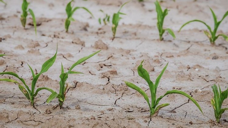 Drought-Tolerant Crops - Πανεπιστήμιο Θεσσαλίας: Αυτές είναι οι καλλιέργειες που δεν απαιτούν πολύ νερό