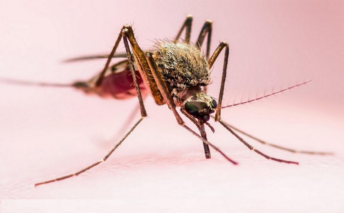 Mosquitoes Attracted: Τα κουνούπια απειλούν τη δημόσια υγεία!! Μεταφέρουν ιό του δυτικού Νείλου, ελονοσία, δάγκειο πυρετό!!