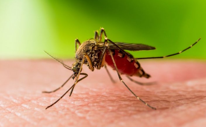 Prevention of West Nile virus: Πρώιμη έναρξη δραστηριότητας των κουνουπιών- Προφυλαχθείτε από τον ιό του Δυτικού Νείλου