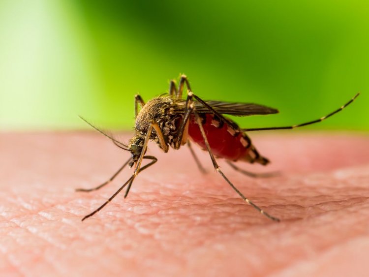 Prevention of West Nile virus: Πρώιμη έναρξη δραστηριότητας των κουνουπιών- Προφυλαχθείτε από τον ιό του Δυτικού Νείλου