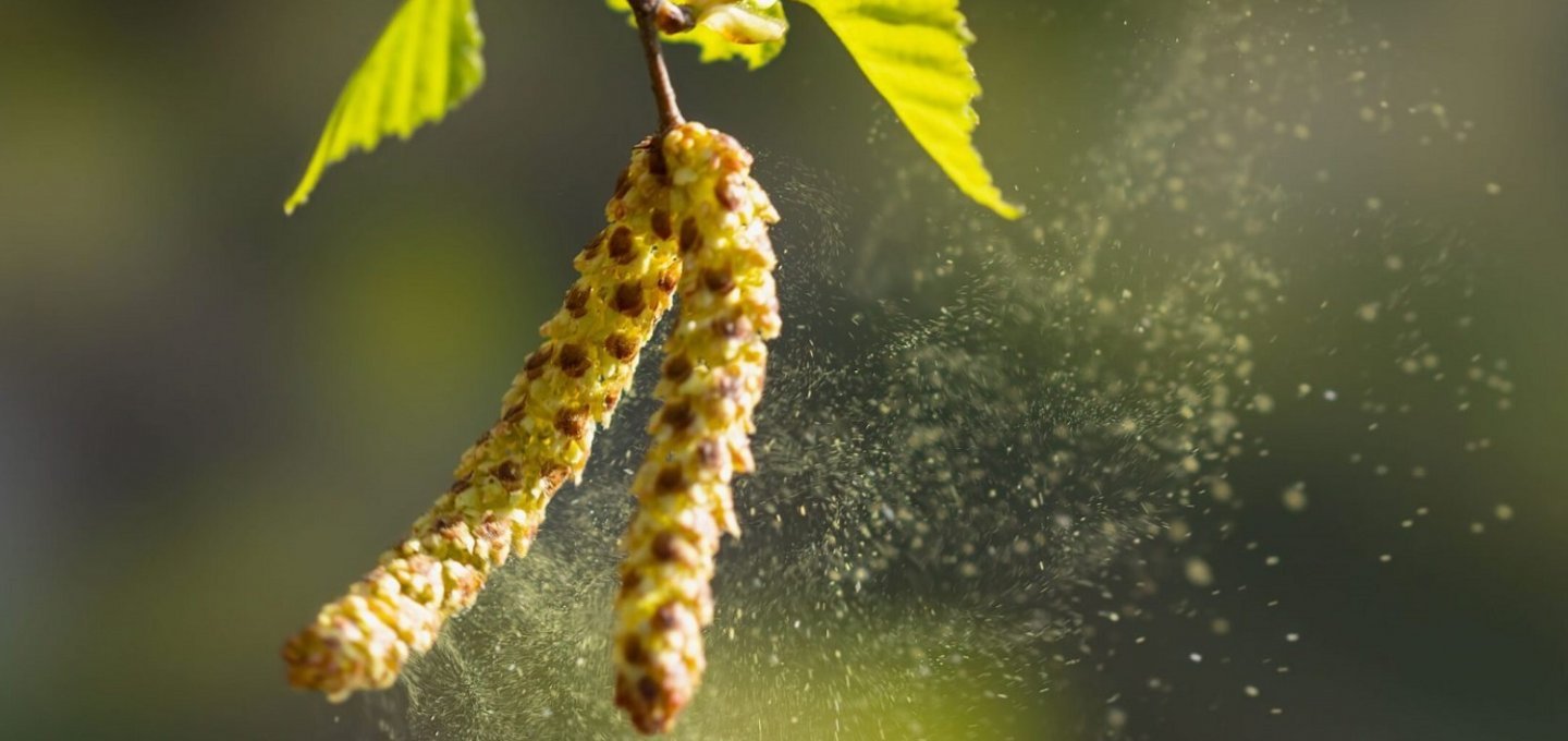 Spring Pollen Allergy: Εποχικές αλλεργίες και γύρη!! Πώς να προστατέψετε το σπίτι σας την Άνοιξη!!