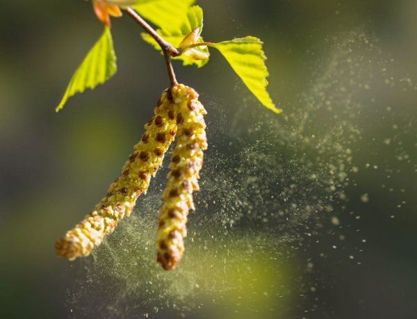 Spring Pollen Allergy: Εποχικές αλλεργίες και γύρη!! Πώς να προστατέψετε το σπίτι σας την Άνοιξη!!