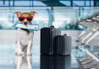 EU Pet Passport Rules: Χωρίς «διαβατήριο» δεν θα ταξιδεύουν τα κατοικίδια στην ΕΕ από 22 Απριλίου!!
