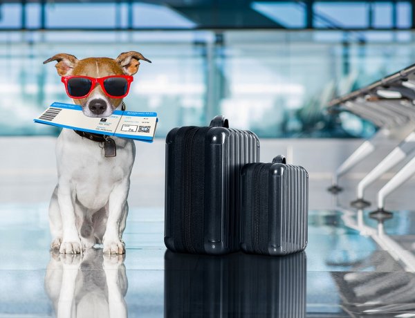 EU Pet Passport Rules: Χωρίς «διαβατήριο» δεν θα ταξιδεύουν τα κατοικίδια στην ΕΕ από 22 Απριλίου!!