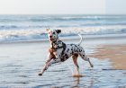 Pets on Beaches Law: Στην παραλία και το πλοίο με τον σκύλο μας! Όλα όσα προβλέπει η ισχύουσα νομοθεσία!